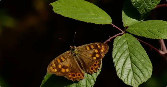 Schmetterling auf Teneriffa