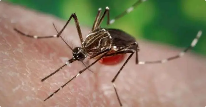 Aedes-Aegypti-Mücke