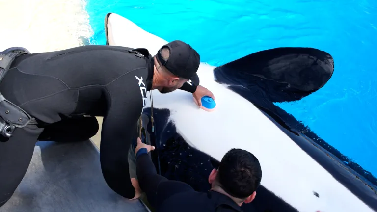 2025 03 20 Teneriffa Loro Parque Morgan