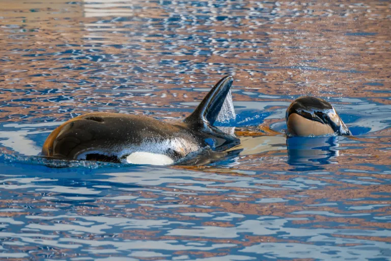 2025 03 31 Teneriffa Loro Parque Walnachwuchs
