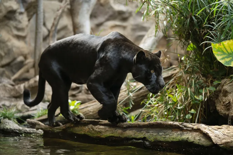 2025 06 30 Kanaren Voralarm Kuesten