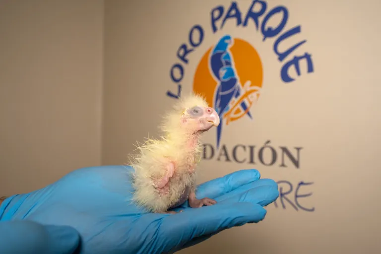 2025 12 01 Rotschnabelkakadus Loro Parque Teneriffa